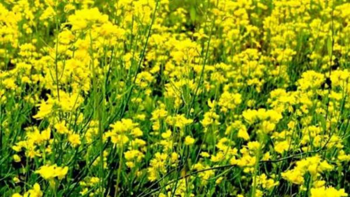 निर्यात हेतु जीएम बासमती नहीं, देशवासियों के लिए जीएम सरसों क्यों?